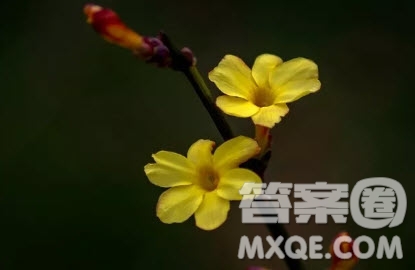 迎春花作文 關(guān)于迎春花的作文500字