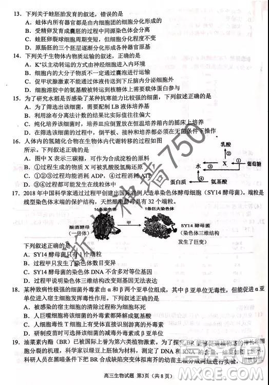 2019年浙江省七彩陽(yáng)光新高考研究聯(lián)盟高考適應(yīng)性考試高三生物試題及參考答案