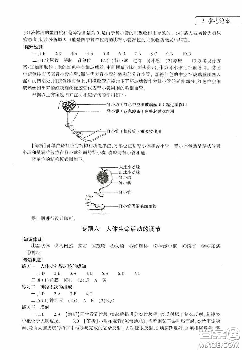 大象出版社2020暑假作業(yè)本生物學(xué)七年級下冊人教版答案