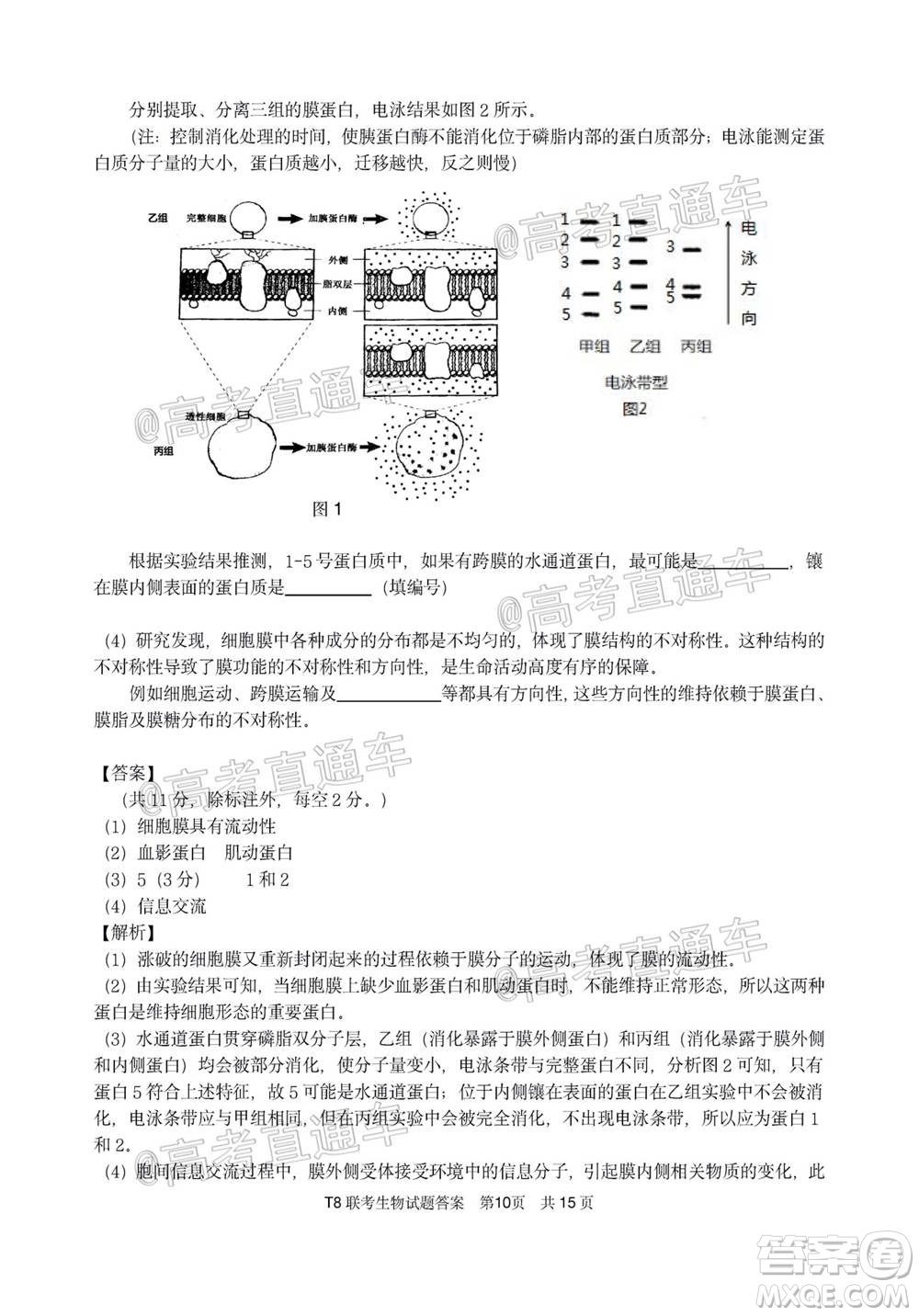 T8聯(lián)考新八校2021屆高三第一次聯(lián)考生物試題及答案