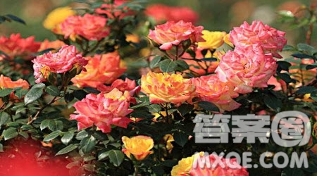 寫(xiě)月季花的小學(xué)生作文300字 關(guān)于寫(xiě)月季花的小學(xué)生作文300字