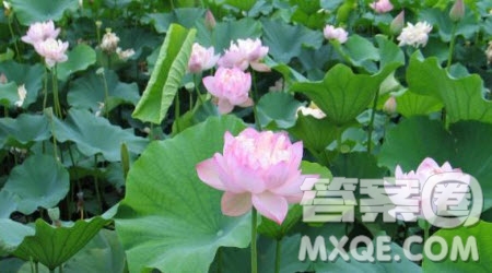 寫蓮花的作文600字 關(guān)于寫蓮花的作文600字