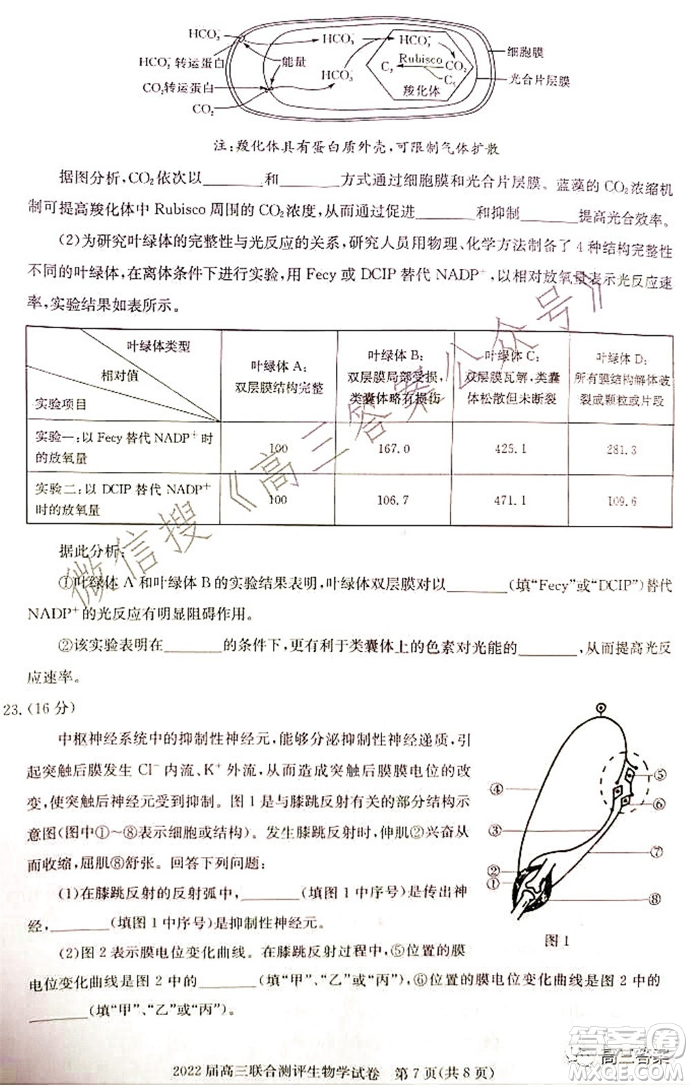 湖北省部分重點(diǎn)中學(xué)2022屆高三第一次聯(lián)考生物試題及答案