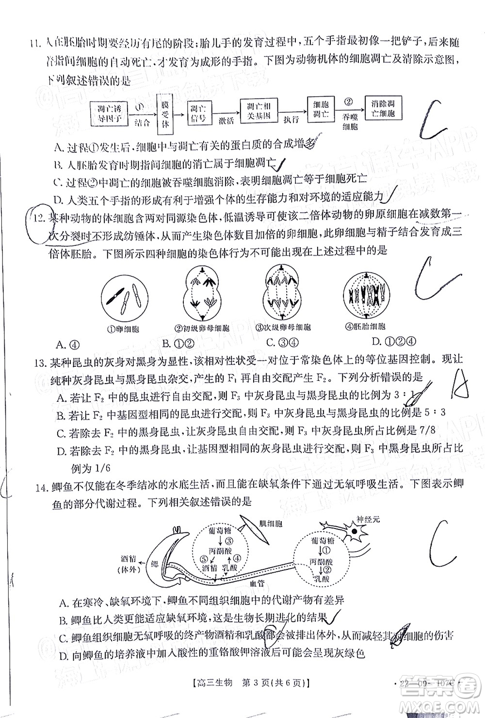 2022屆福建金太陽(yáng)高三期中考試生物試題及答案