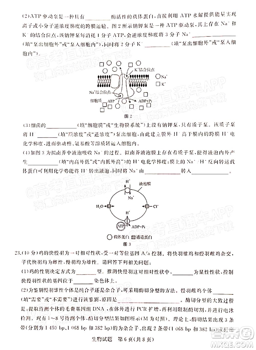 2022屆普通高等學(xué)校全國(guó)統(tǒng)一招生考試青桐鳴12月高三適應(yīng)性檢測(cè)生物試題及答案