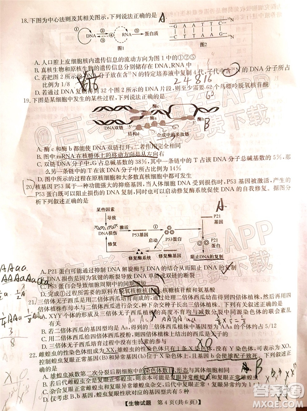 蒙城一中渦陽一中淮南一中懷遠(yuǎn)一中潁上一中2022屆高三第一次五校聯(lián)考生物試題及答案