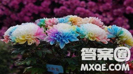 寫(xiě)我最喜歡的花作文400字 關(guān)于寫(xiě)我最喜歡的花的作文400字