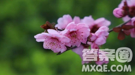 幸得識(shí)卿桃花面為題作文600字 以幸得識(shí)卿桃花面為題的作文600字