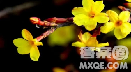 野菊花陳創(chuàng)作文仿寫(xiě)800字 關(guān)于陳創(chuàng)野菊花作文仿寫(xiě)800字