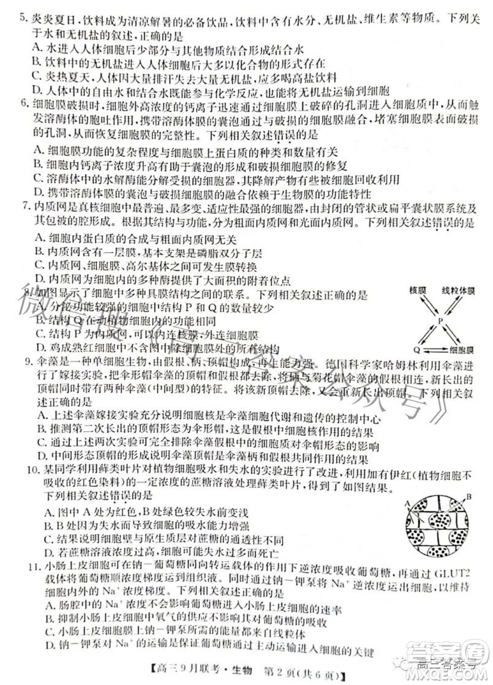 2023屆陜西省九師聯(lián)盟高三9月聯(lián)考生物試題及答案