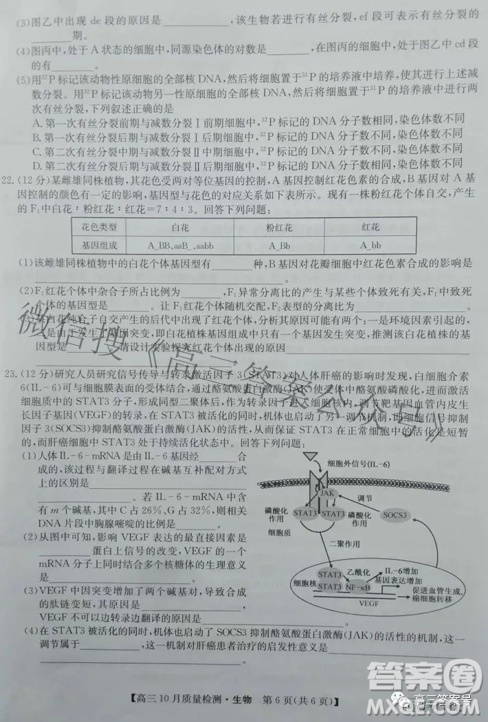 2023屆河北九師聯(lián)盟新高考高三10月質(zhì)量檢測(cè)生物試題及答案