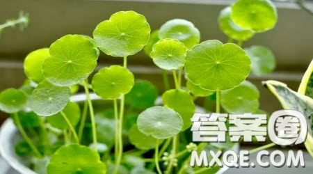 奇特的植物作文400字 關(guān)于奇特的植物的作文400字