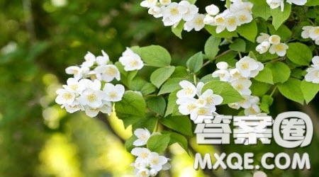 梔子花香作文600字 關(guān)于梔子花香的作文600字