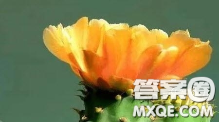 破繭的那一刻作文600字 關(guān)于破繭的那一刻為題作文600字