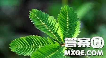 做一棵會開花的樹為思考點(diǎn)的議論文作文800字