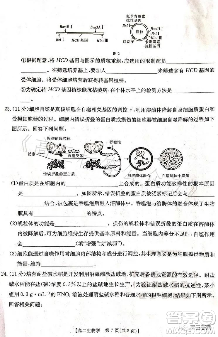 遼寧省部分高中2023高二下學(xué)期期末聯(lián)考生物試題答案