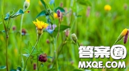 薔薇花開為題作文600字 關(guān)于薔薇花開為題目的作文600字