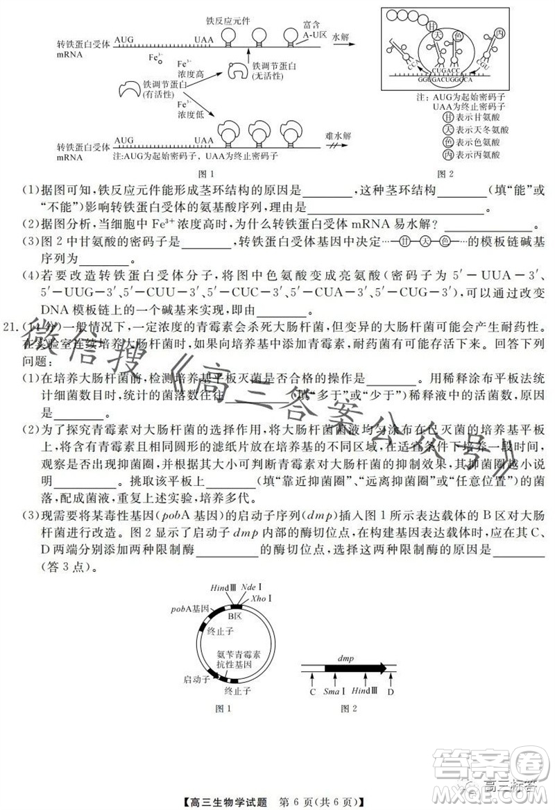 三湘名校教育聯(lián)盟2024屆高三10月大聯(lián)考生物試題及答案