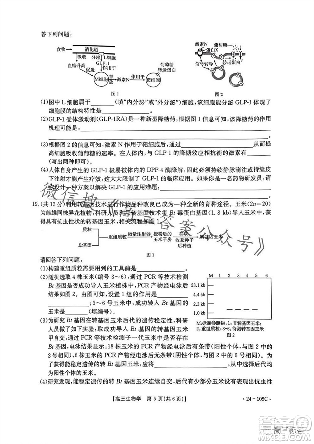 湛江市2024屆高三10月調(diào)研測試24-105C生物試卷答案