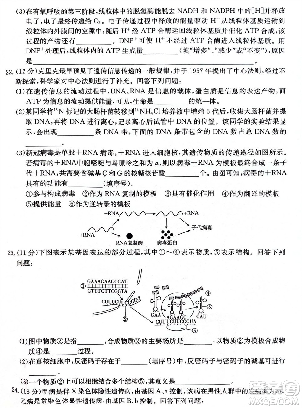 2024屆貴州金太陽高三10月26日24-111C聯(lián)考生物試卷答案