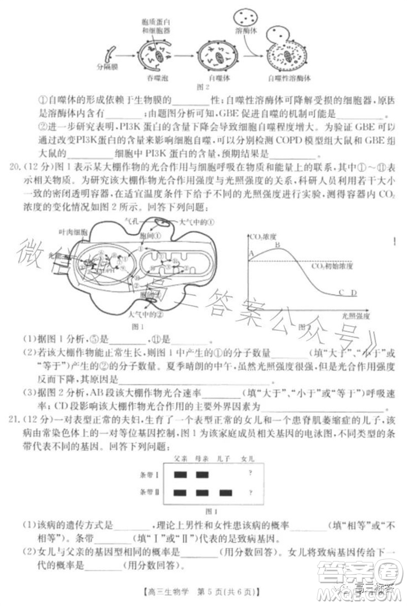 2024屆河北高三10月份質(zhì)檢聯(lián)盟期中考試24-116C生物試卷答案