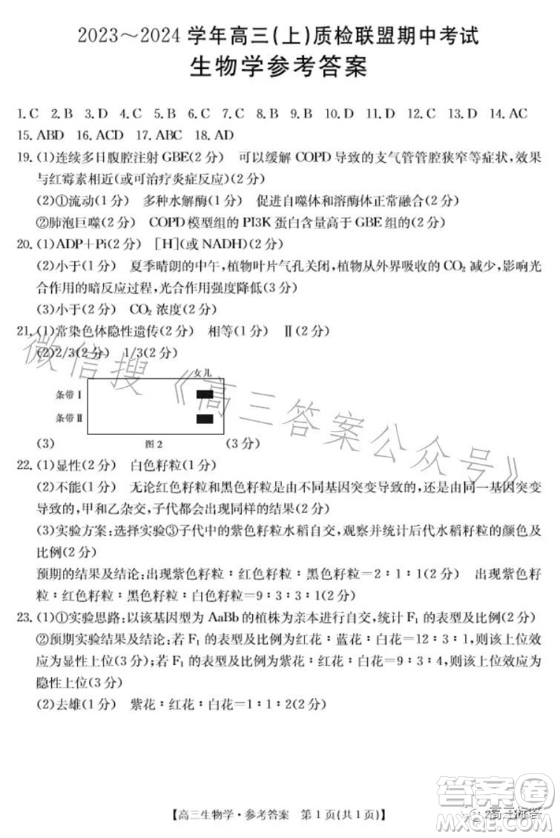 2024屆河北高三10月份質(zhì)檢聯(lián)盟期中考試24-116C生物試卷答案