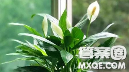 每一滴辛勤的汗水必會(huì)開出一朵美麗的鮮花材料作文800字