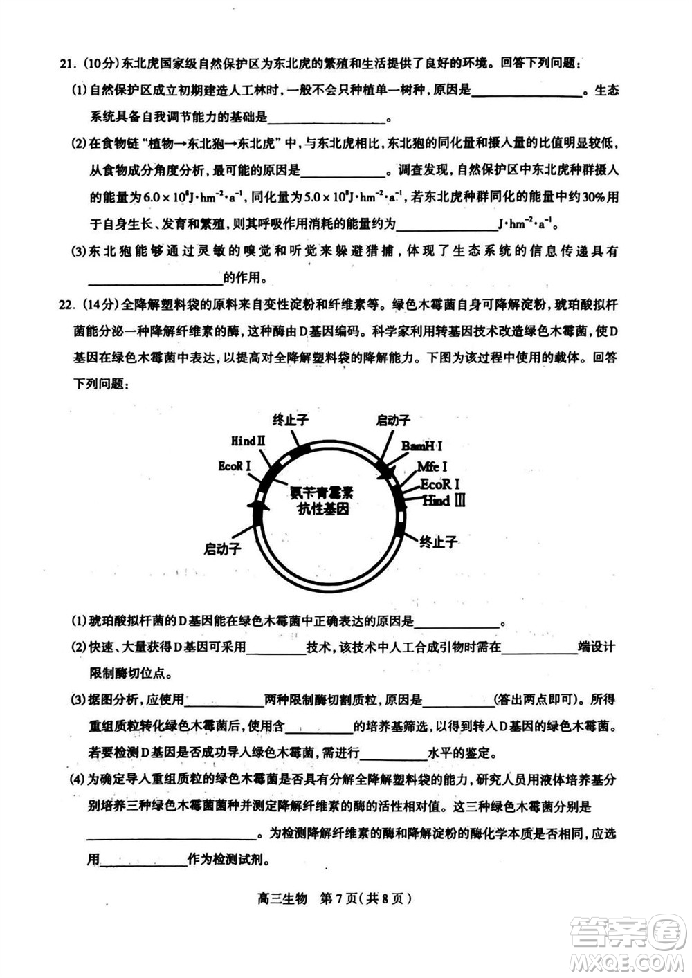 石家莊市2024屆高三上學(xué)期11月教學(xué)質(zhì)量摸底檢測(cè)生物答案