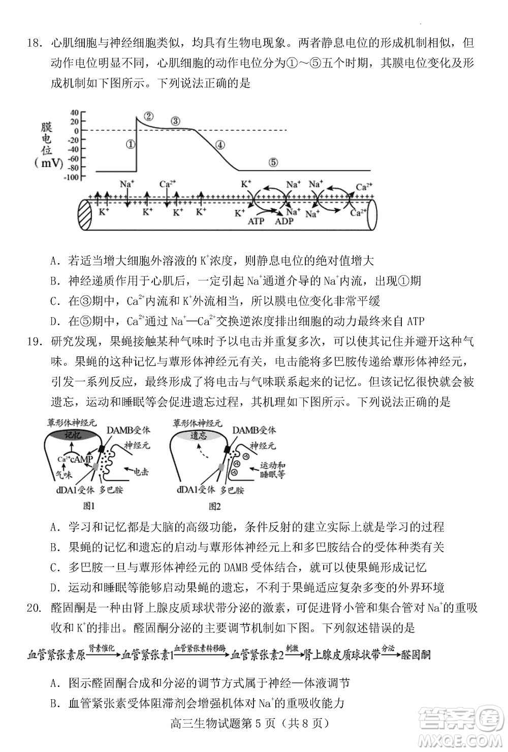 日照2021級(jí)高三上學(xué)期11月期中校際聯(lián)合考試生物參考答案