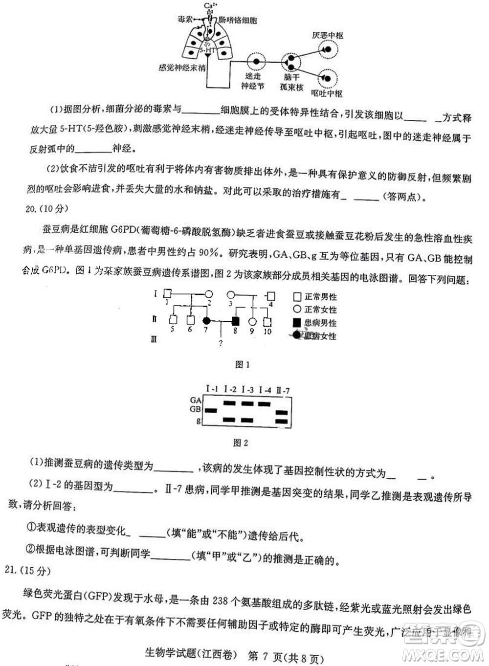 華大新高考聯(lián)盟2024屆高三11月教學(xué)質(zhì)量測(cè)評(píng)江西卷生物參考答案