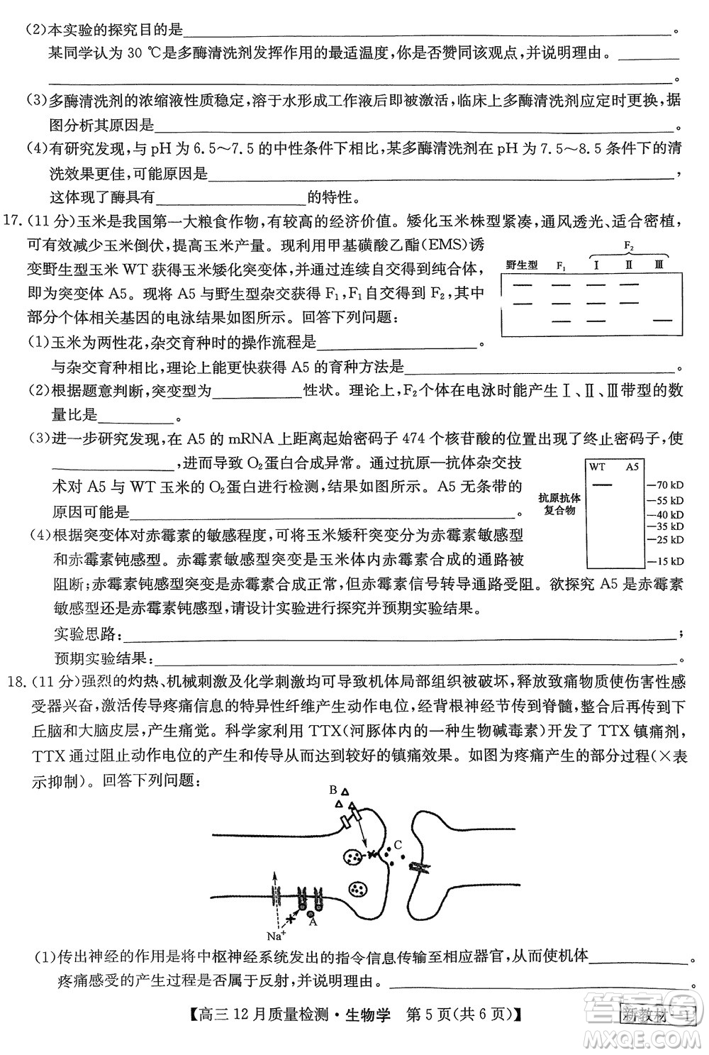 九師聯(lián)盟聯(lián)考2024屆高三12月質量檢測新教材生物試題參考答案