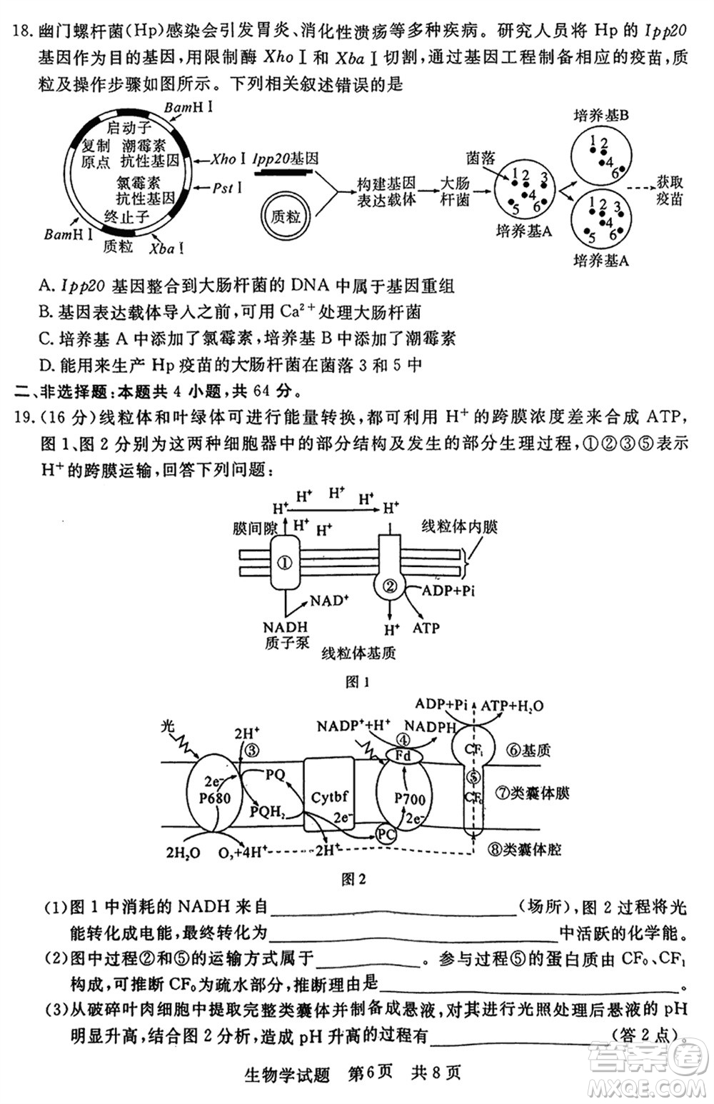 T8聯(lián)考2024屆高三上學期第一次學業(yè)質(zhì)量評價生物參考答案