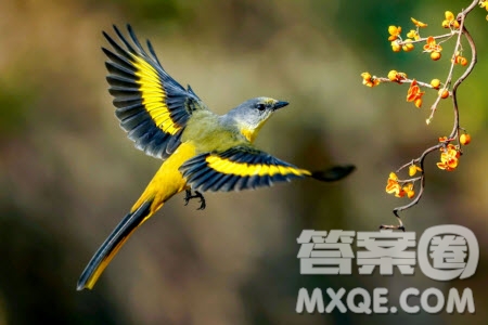 鳥(niǎo)美在羽毛人美在心材料作文800字 關(guān)于鳥(niǎo)美在羽毛人美在心的材料作文800字