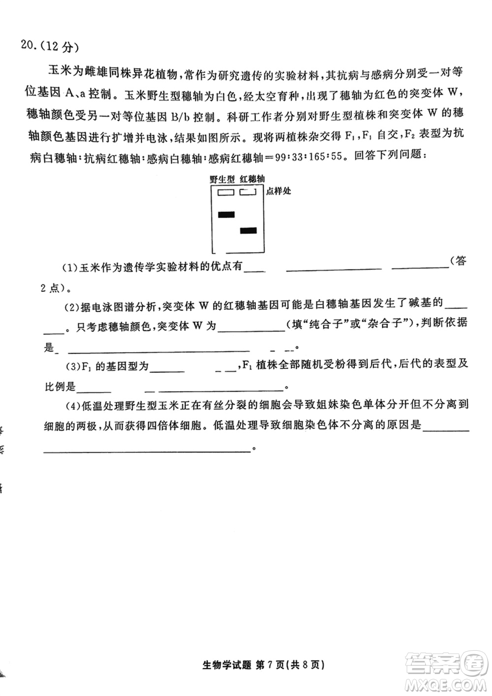 衡水金卷2024屆高三上學(xué)期12月大聯(lián)考生物試題參考答案