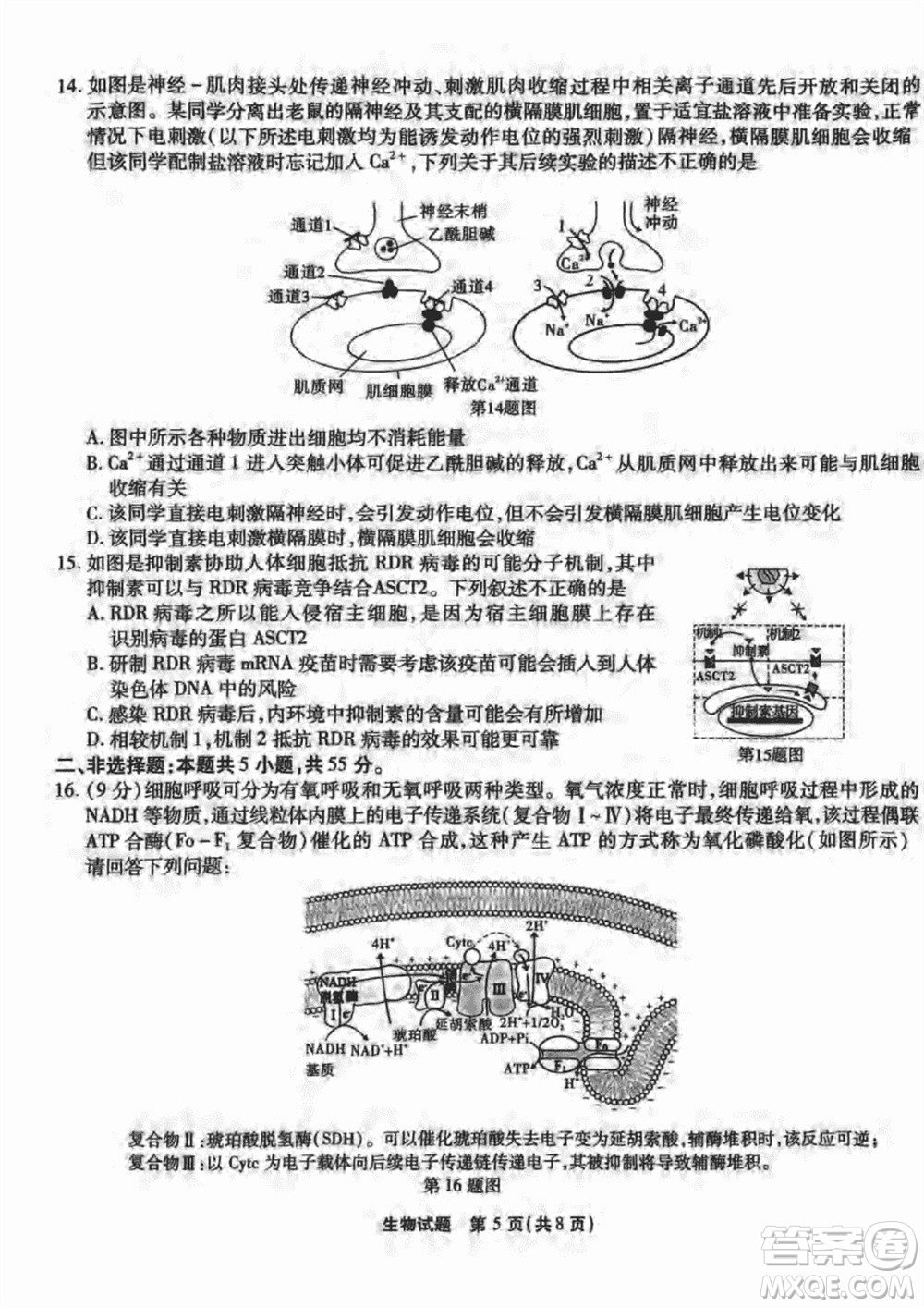 重慶市高2024屆高三上學(xué)期第五次質(zhì)量檢測生物試題參考答案