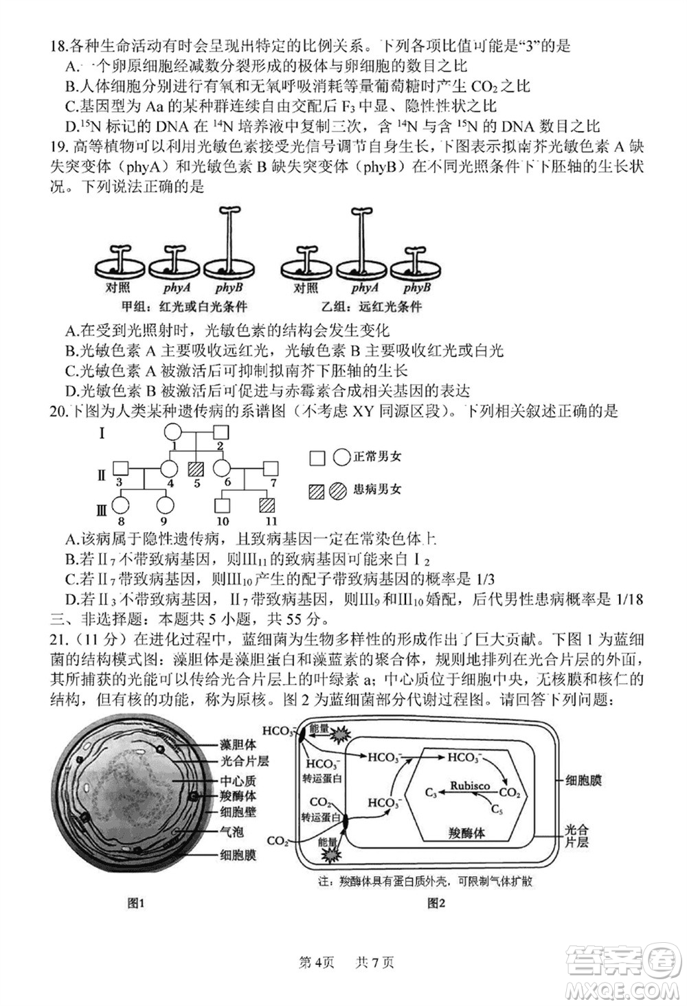 哈三中2023-2024學(xué)年高三上學(xué)期期末考試生物參考答案