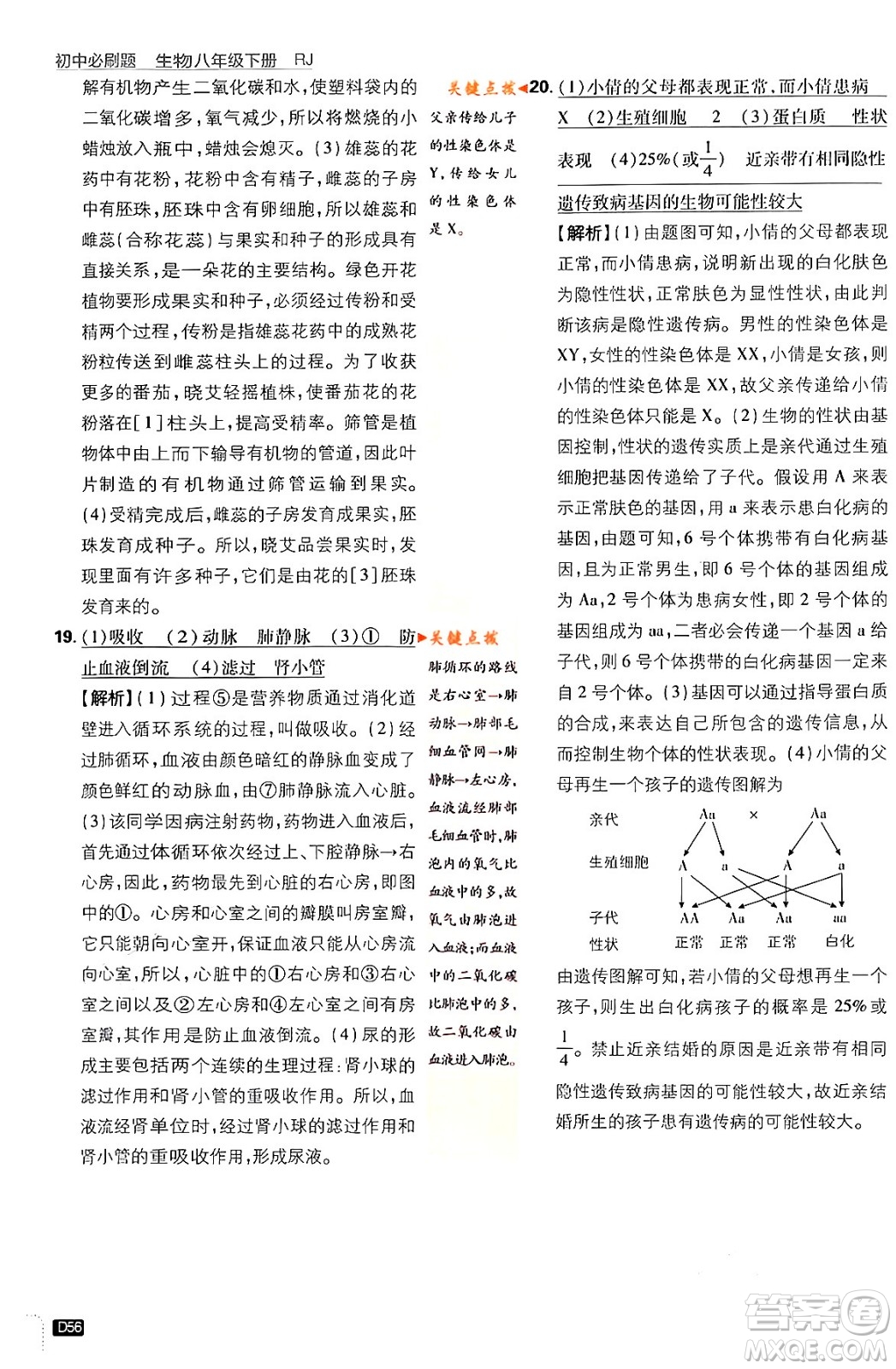 開明出版社2024年春初中必刷題八年級生物下冊人教版答案