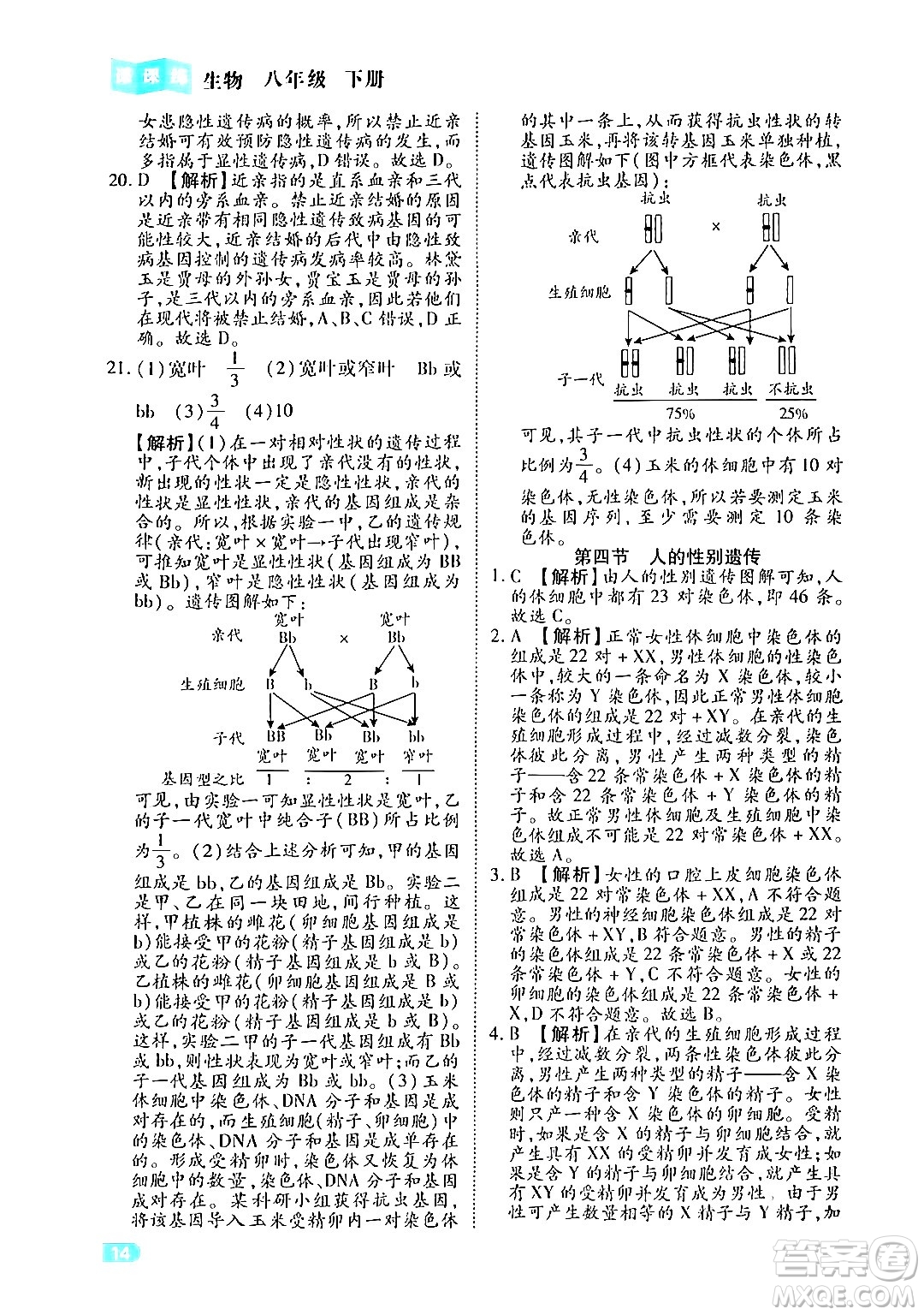 西安出版社2024年春課課練同步訓練八年級生物下冊人教版答案