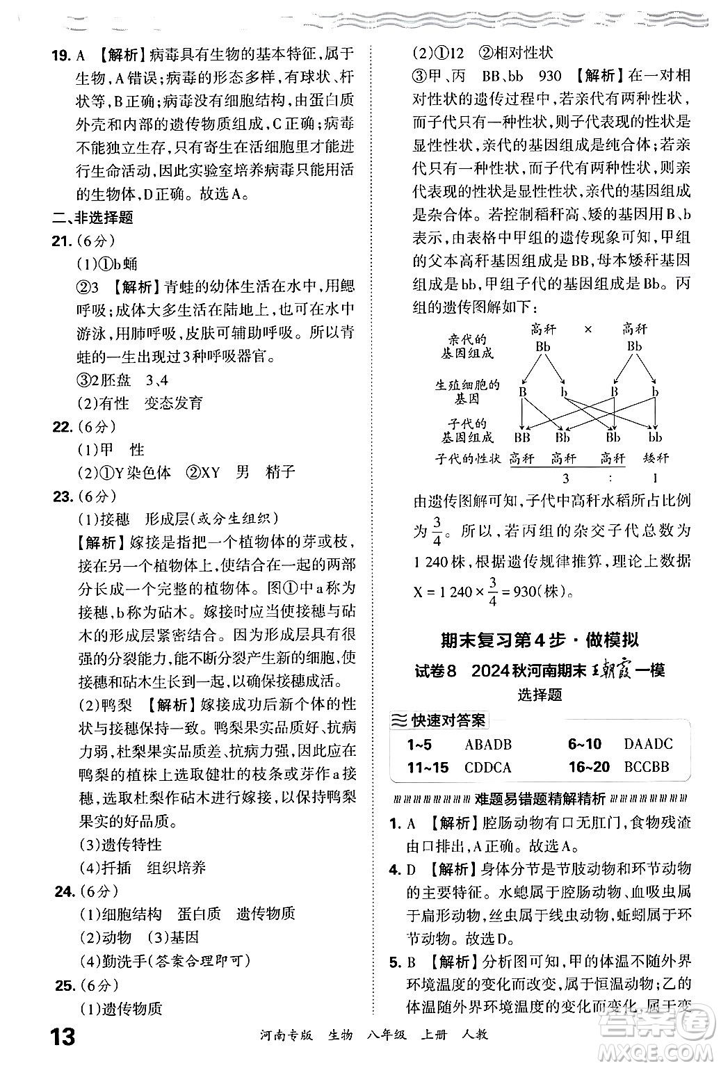 江西人民出版社2024年秋王朝霞各地期末試卷精選八年級生物上冊人教版河南專版答案